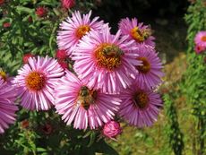 Herbstastern 035.jpg